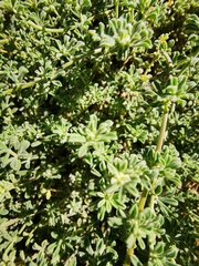 Lotus tenellus