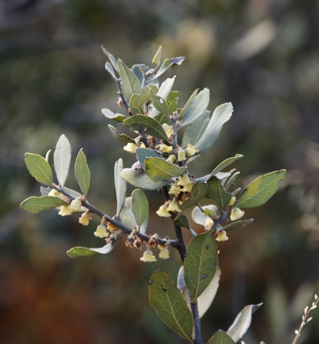 Image of Cargosang (Euclea tomentosa) by (c) Tony Rebelo, some rights reserved (CC BY-SA)