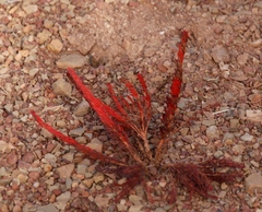 Oxalis massoniana