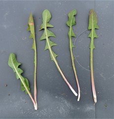 Taraxacum stenoglossum