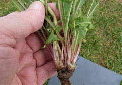 Taraxacum stenoglossum