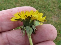 Taraxacum stenoglossum