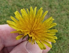 Taraxacum stenoglossum