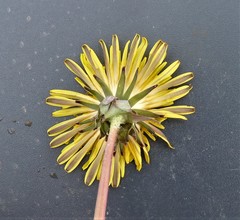 Taraxacum stenoglossum