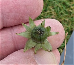 Taraxacum stenoglossum