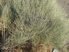 Psorothamnus scoparius