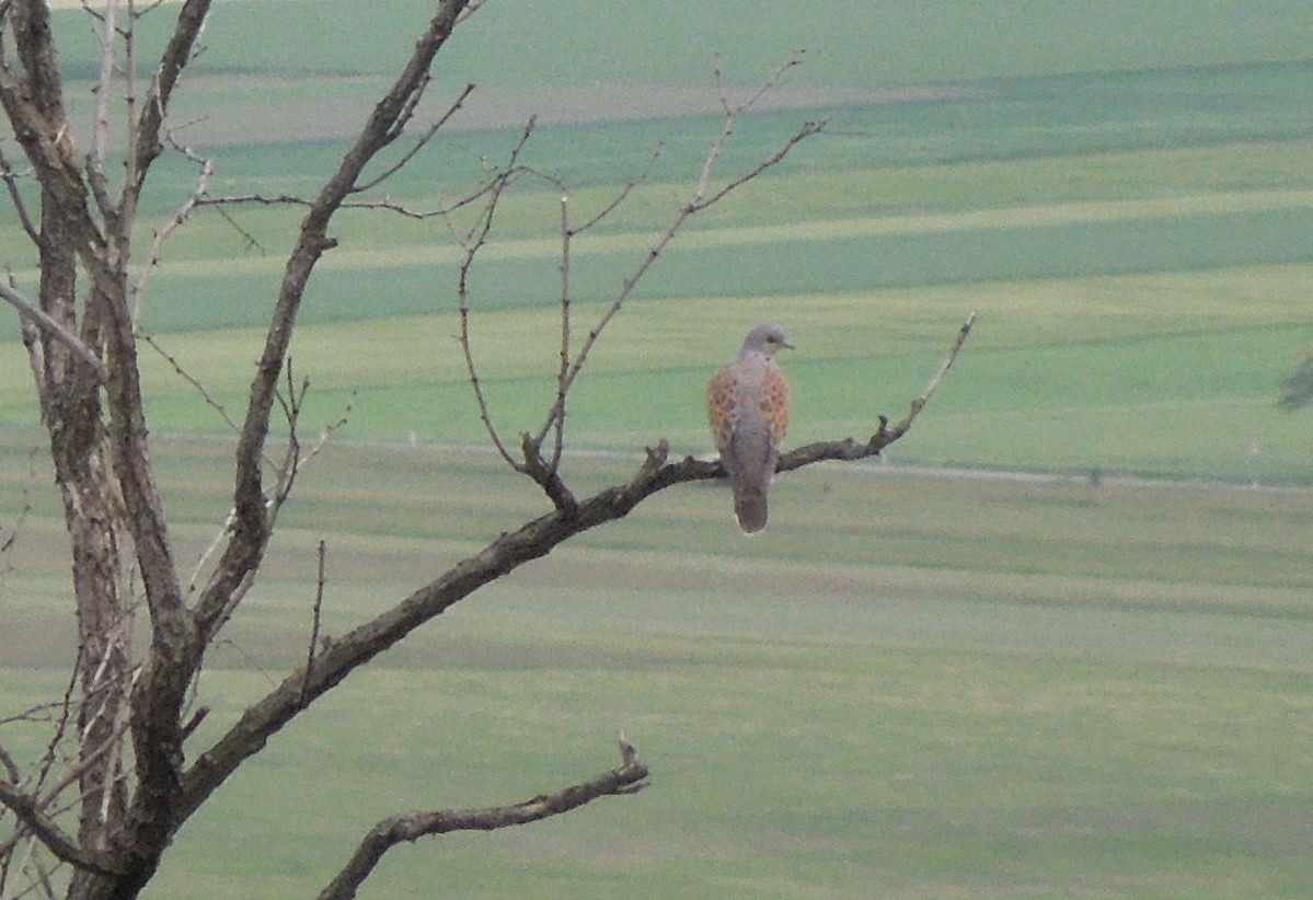 European Turtle Dove