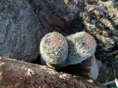 Escobaria chihuahuensis