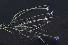 Psorothamnus scoparius