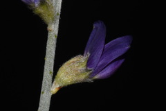 Psorothamnus scoparius