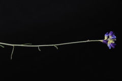 Psorothamnus scoparius