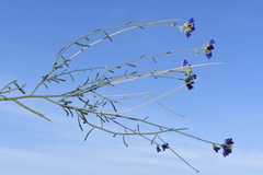 Psorothamnus scoparius