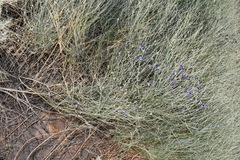 Psorothamnus scoparius