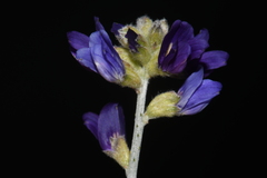 Psorothamnus scoparius