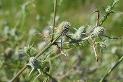 Eryngium nudicaule