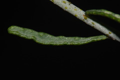 Psorothamnus scoparius