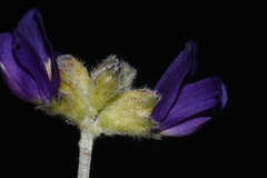 Psorothamnus scoparius