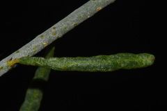 Psorothamnus scoparius