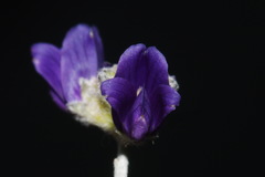 Psorothamnus scoparius