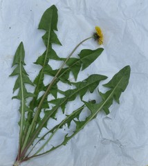 Taraxacum subhamatum