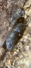 Orimodema protracta