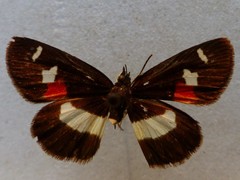 Paramimus stigma stanna