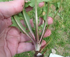 Taraxacum subhamatum