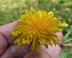 Taraxacum subhamatum