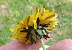 Taraxacum subhamatum