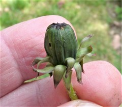 Taraxacum subhamatum
