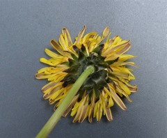 Taraxacum subhamatum