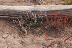 Oxalis massoniana