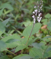 Plectranthus grallatus