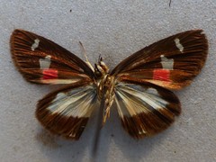 Paramimus stigma stanna