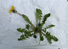 Taraxacum subhuelphersianum