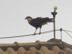Caracara plancus