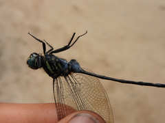 Orthetrum africanum
