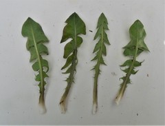 Taraxacum subhuelphersianum