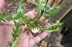 Taraxacum subhuelphersianum