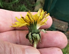 Taraxacum subhuelphersianum