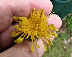 Taraxacum subhuelphersianum