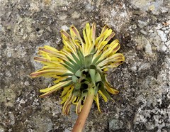 Taraxacum subhuelphersianum