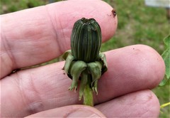 Taraxacum subhuelphersianum