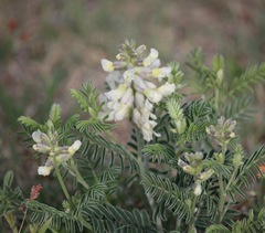 Sophora nuttalliana