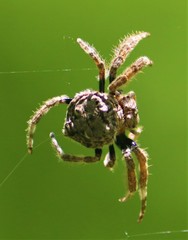 Caerostris sexcuspidata