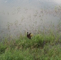 Jacana
