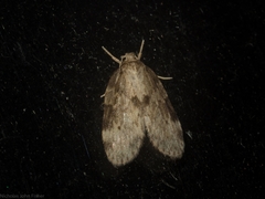 Schistophleps obducta
