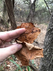 Vitis monticola