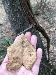 Vitis monticola