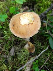 Suillus punctipes